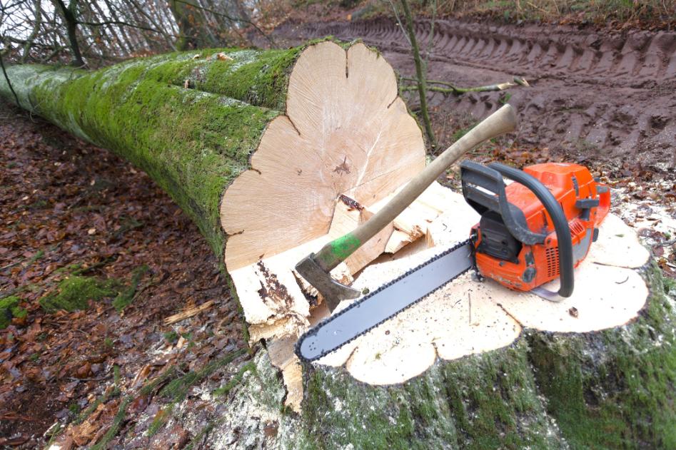 fadöntés Martonvásár, fadontes martonvasar