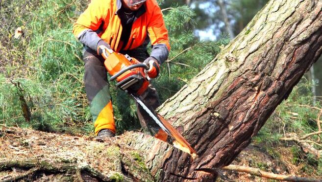 fakivágási engedély Martonvásár, fakivagasi engedel martonvasar