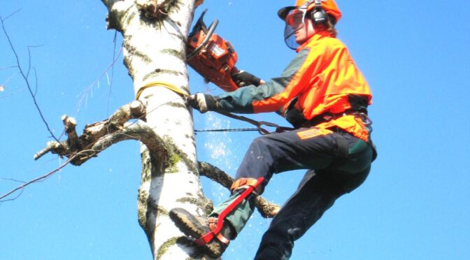 fakivágás Martonvásár, fakivagas martonvasar
