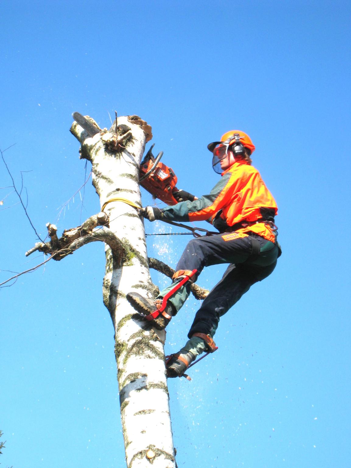fakivágás Martonvásár, fakivagas martonvasar