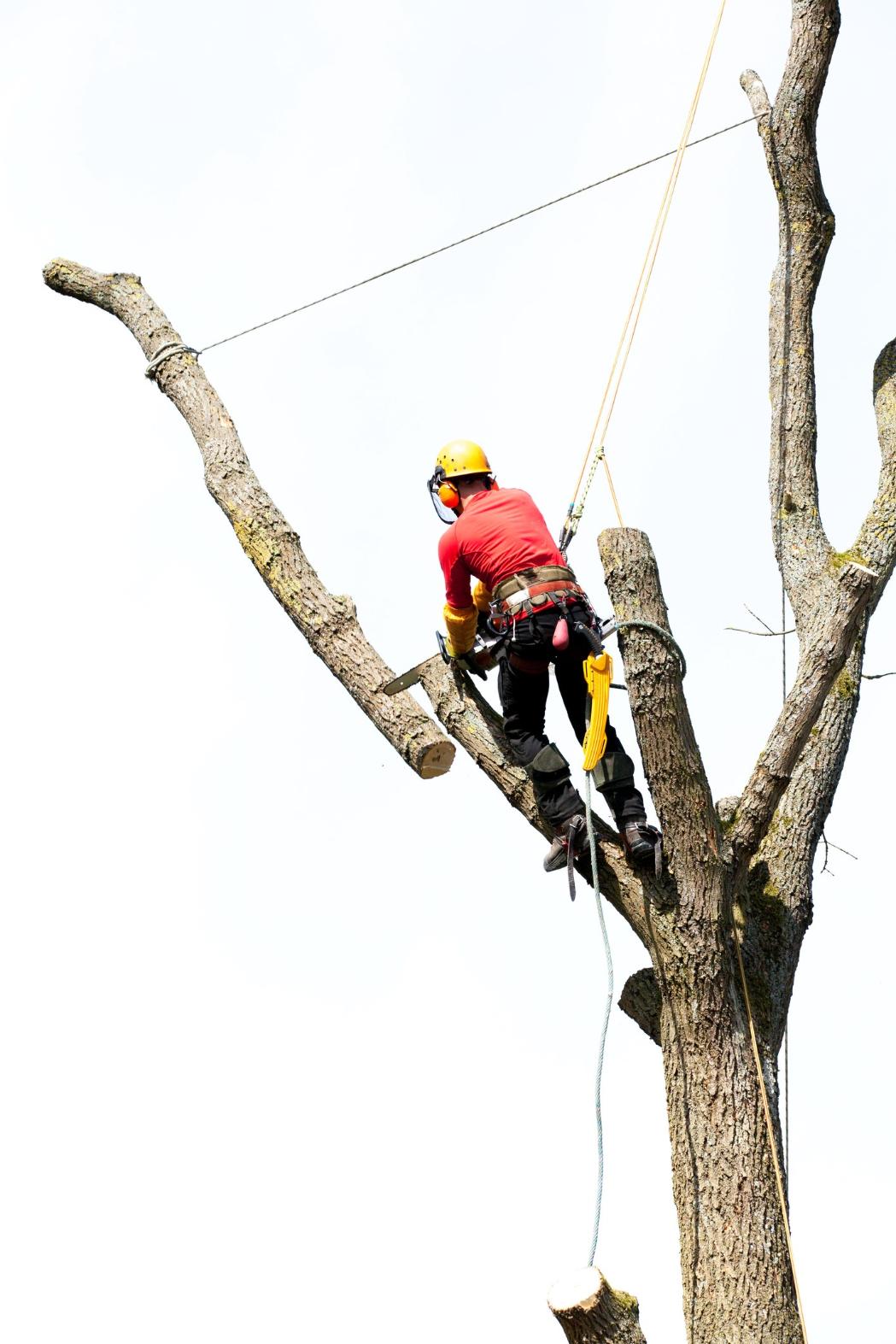 fakivagas alpintechnikaval martonvasar, fakivágás alpintechnikával Székesfehévár