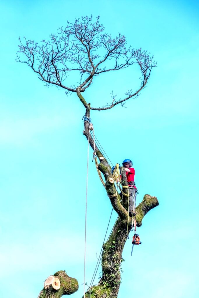 fakivágás alpintechnikával Martonvásár, fakivagas alpintechnikaval martonvasar