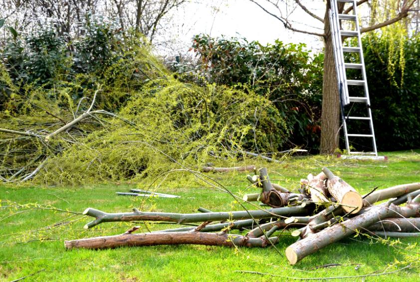 bozótirtás Martonvásár, bozotirtas martonvasar